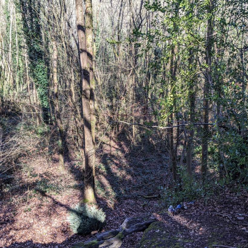 DECEPTION woodlands first scene